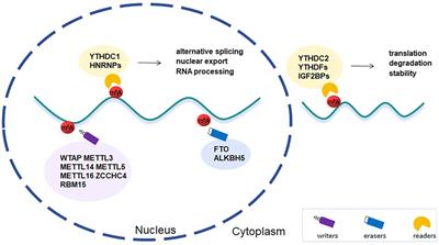 N6-methyladenine RNA methylation epigenetic modification and diabetic microvascular complications